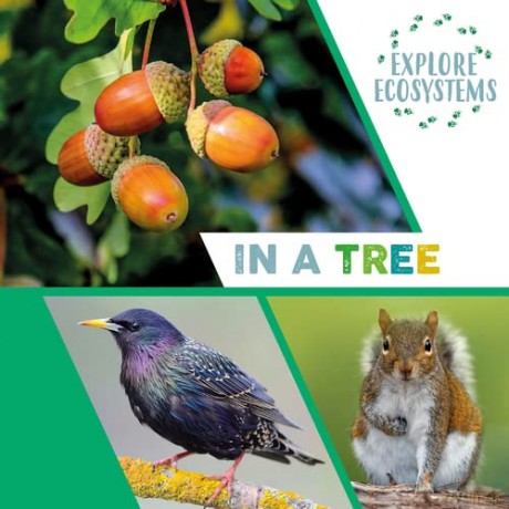 Explore Ecosystems In A Tree - Sarah Ridley [KSIĄŻKA]