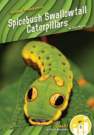 Spicebush Swallowtail Caterpillars - Julie Murray [KSIĄŻKA]