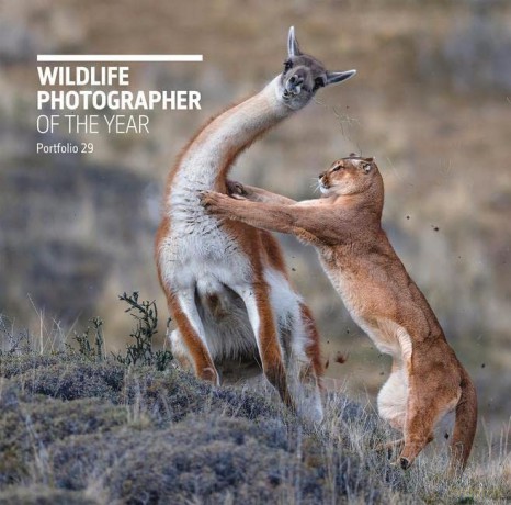 Wildlife Photographer/Year Portfolio 29 - Rosamund Kidman Cox [KSIĄŻKA]