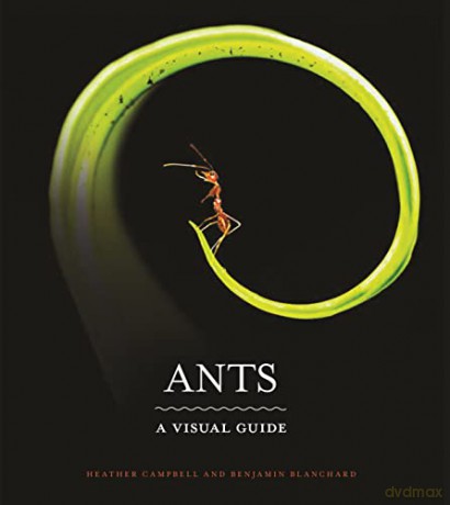 Ants A Visual Guide - Heather Campbell [KSIĄŻKA]