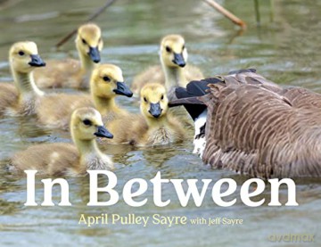 In Between - April Pulley Sayre [KSIĄŻKA]