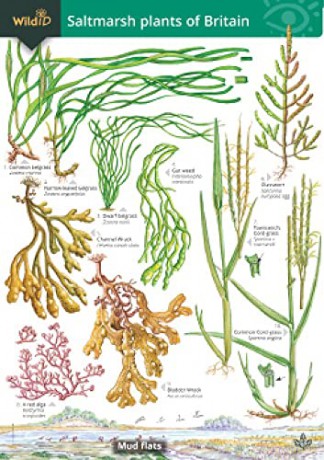 Saltmarsh Plants - Jonathan Oldham [KSIĄŻKA]
