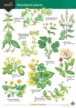 Woodland Plants - Richard Gulliver [KSIĄŻKA]