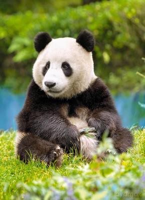 CASTOR 80 MINI Panda A-08514-DZ [PUZZLE]