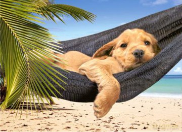 CASTOR 120 MINI Pies na hamaku na plaży A-12022-Z [PUZZLE]