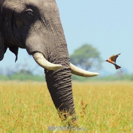 Karnet kwadrat z kopertą African Bull Elephant