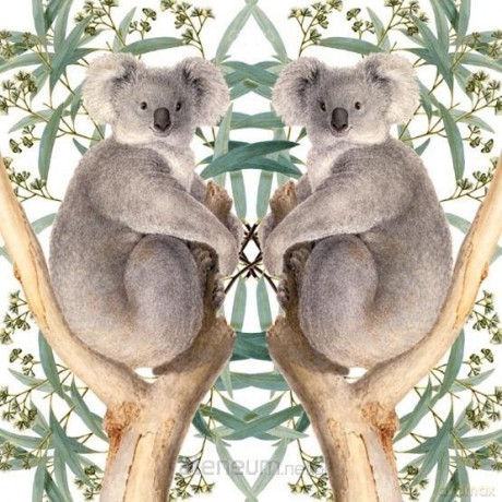 Karnet kwadrat z kopertą Koala