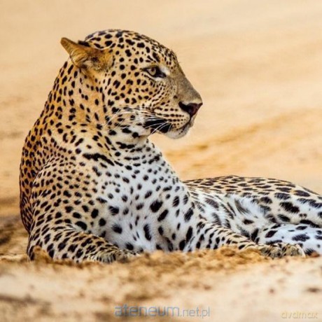 Karnet kwadrat z kopertą Leopard in sand