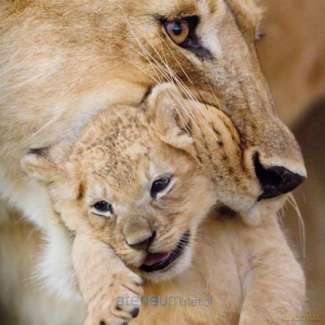Karnet kwadrat z kopertą Lioness and cub