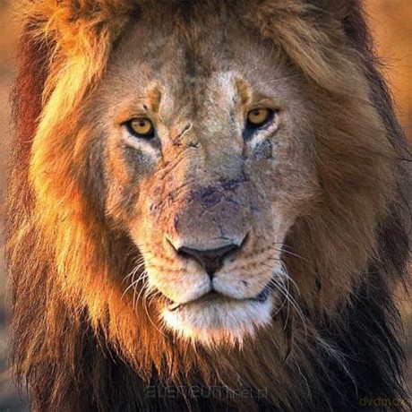 Karnet kwadrat z kopertą Male Lion