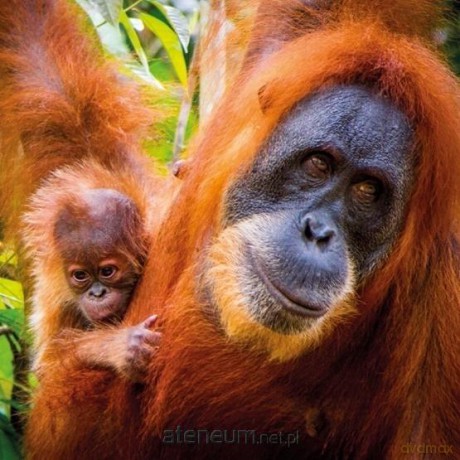 Karnet kwadrat z kopertą Sumatran Orangutan and Ba