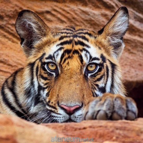 Karnet kwadrat z kopertą Tiger cub