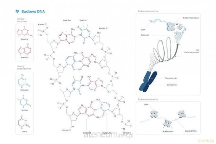 Plakat schemat budowy DNA