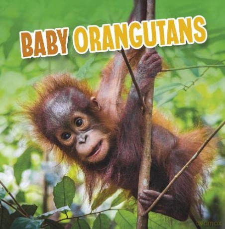 Baby Orangutans - Martha Rustad [KSIĄŻKA]