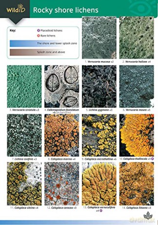 Rocky Shore Lichens [KSIĄŻKA]