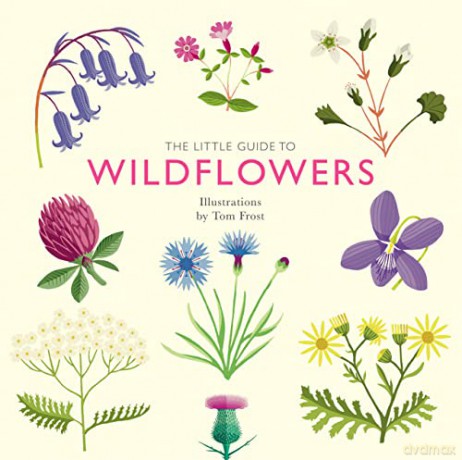 The Little Guide to Wildflowers - Alison Davies [KSIĄŻKA]