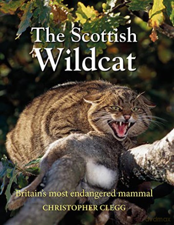 The Scottish Wildcat: Britain's most endangered mammal - Christopher Clegg [KSIĄŻKA]