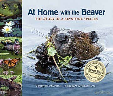 At Home with the Beaver: A Story of a Keystone Species: 2 - Dorothy Hinshaw Patent [KSIĄŻKA]