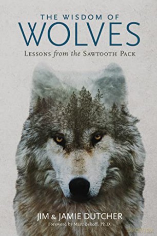 The Wisdom of Wolves: Lessons From the Sawtooth Pack - Jim Dutcher [KSIĄŻKA]