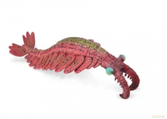 Anomalocaris