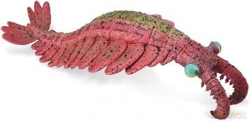 Anomalocaris