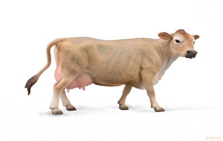Jersey Cow Krowa