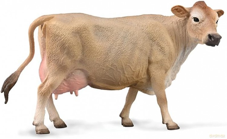 Jersey Cow Krowa