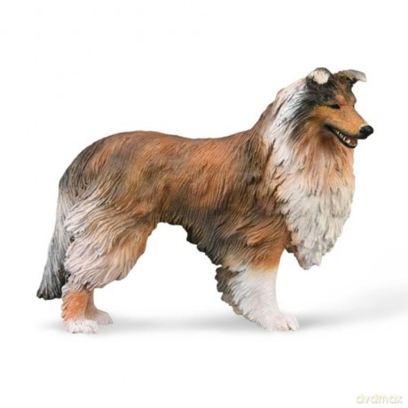 Owczarek szkocki długowłosy