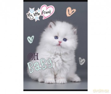 Zeszyt A5 16k 3-linia kolorowa my little friend mix pakiet 15 szt.