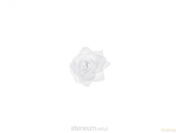 Różyczki do przylepiania białe 9cm 24szt