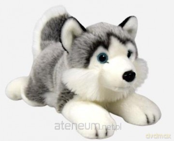Husky leżący 34 cm
