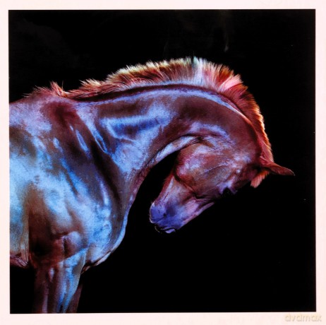 Fenech Soler: Rituals [CD]