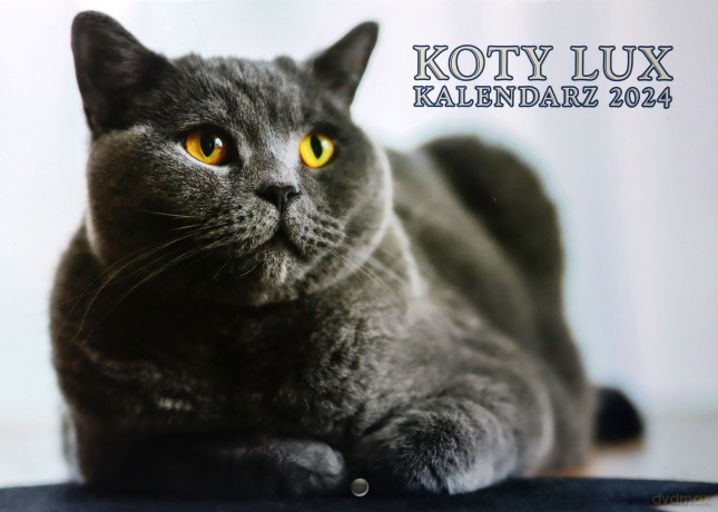 Kalendarz 2024 Koty lux ścienny [KALENDARZ]