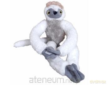 Małpa na rzepy Sifaka mała