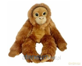 Orangutan big eyes 50 cm