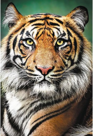 TREFL 1500 el. Portret tygrysa 26204 [PUZZLE]