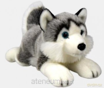 Husky 27 cm