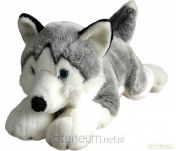 Husky 62 cm