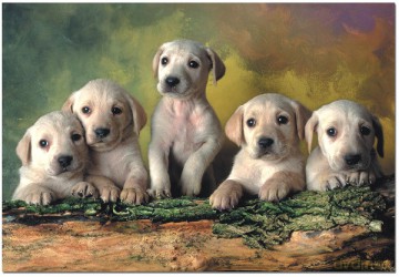 EDUCA 500 El. Labrador Retrievers 14802 [PUZZLE]