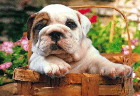 EDUCA 500 El. BULL DOG 13759 [PUZZLE]