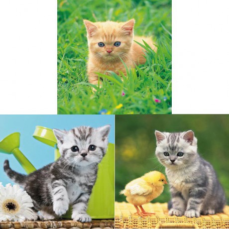 RAVENSBURGER 3X49 El. Przygoda Kociaka 93083 [PUZZLE]