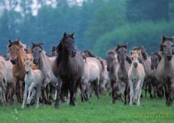 RAVENSBURGER 1000 El. GALOP KONI 191871 [PUZZLE]