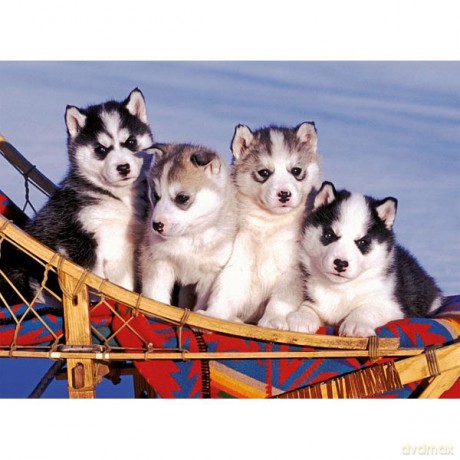 RAVENSBURGER 500 El. Szczeniaki Husky 141203 [PUZZLE]