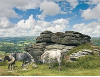 RAVENSBURGER 2000 El. KONIE W PARKU DARTMOOR 166343 [PUZZLE]