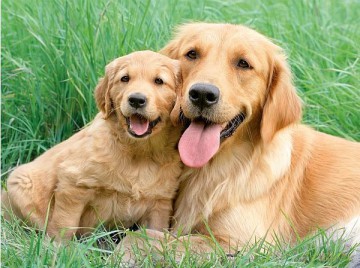 RAVENSBURGER 1500 El. RODZINA GOLDEN RETRIVER 162185 [PUZZLE]