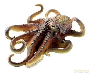 SCHLEICH OŚMIORNICA 15 CM 16085 [ZABAWKA]