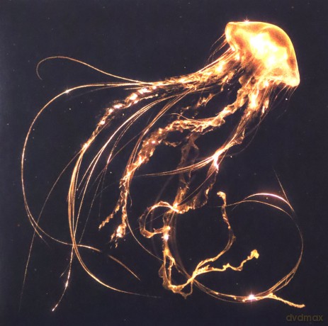 Royal Blood: Back To The Water Below [CD]