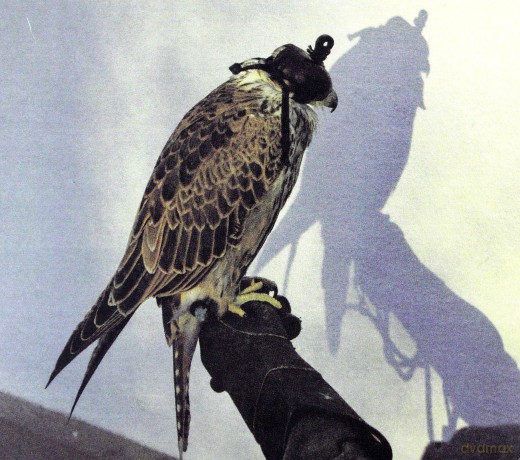 Iceage: You`Re Nothing [CD]