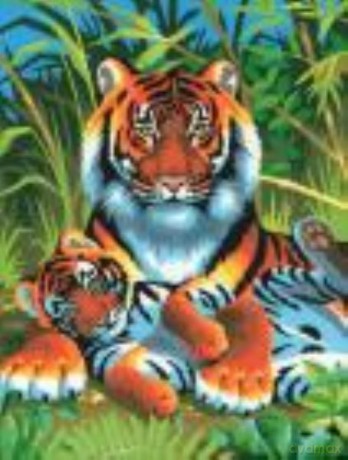 Painting by Numbers Junior Tigers 0029