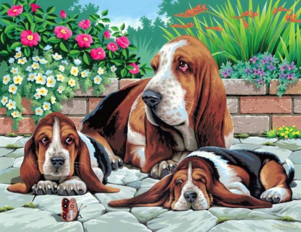 Painting by Numbers Senior Basset Hounds 0044